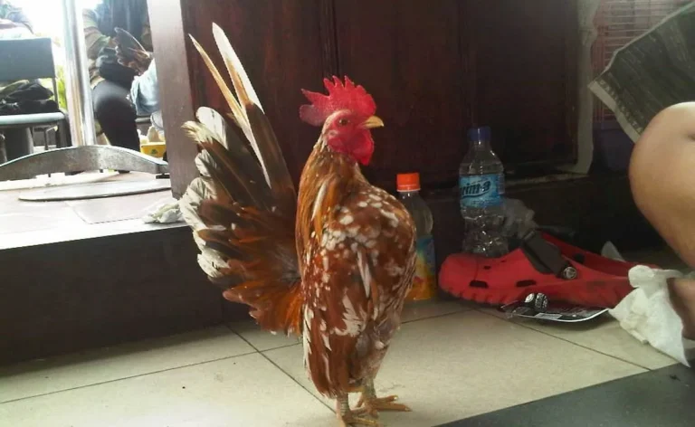 Nutrisi dan Makanan untuk Ayam Serama