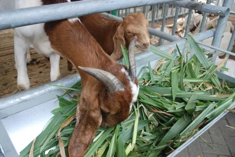 Nutrisi dan Pakan Optimal untuk Kambing Peranakan Ettawa