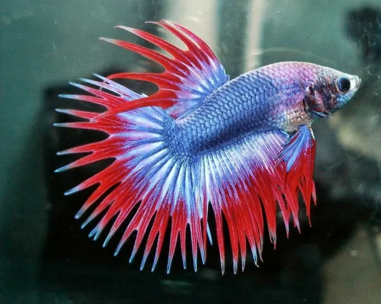 Nutrisi Optimal untuk Ikan Cupang Sehat