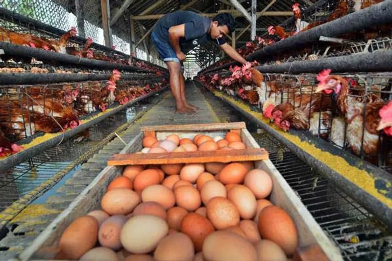 Optimalisasi Produksi Telur Wambi: Tips dan Trik