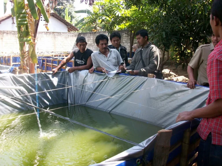 Panen dan Pascapanen Budidaya Ikan Lele dalam Terpal