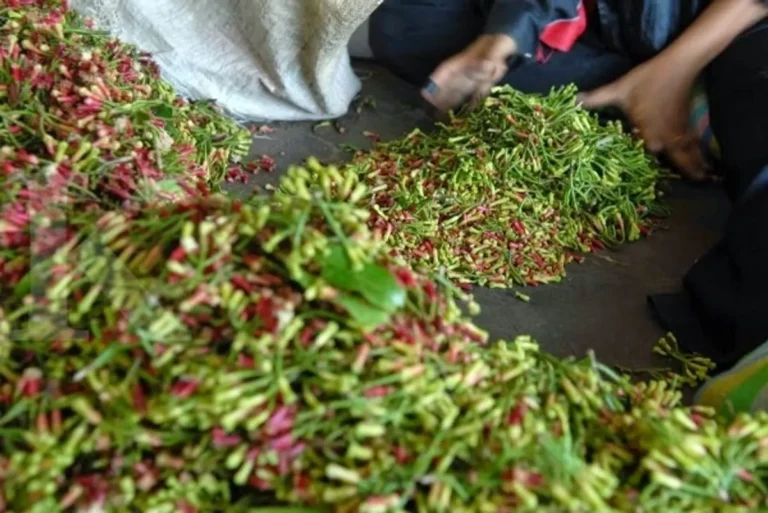 Panen dan Pascapanen yang Menguntungkan