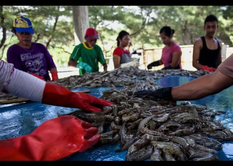 Panen dan Pemasaran Udang yang Menguntungkan
