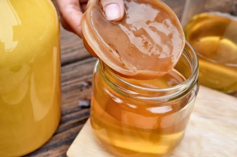 Panen Kombucha yang Berkualitas