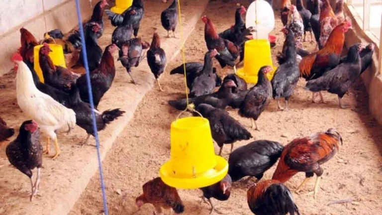 Pasar dan Pemasaran Ayam Kampung