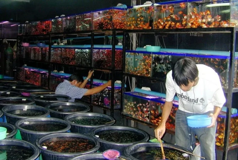 Pasar dan Pemasaran Ikan Hias Air Laut