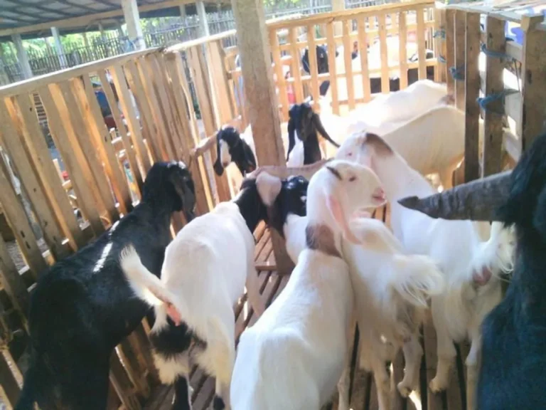Pasar dan Pemasaran Produk Kambing Jamnapari