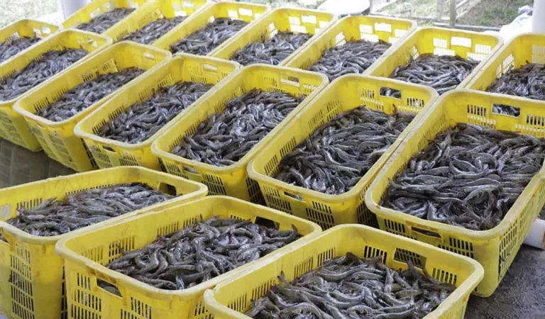 Pasar dan Pemasaran Produk Udang Vannamei