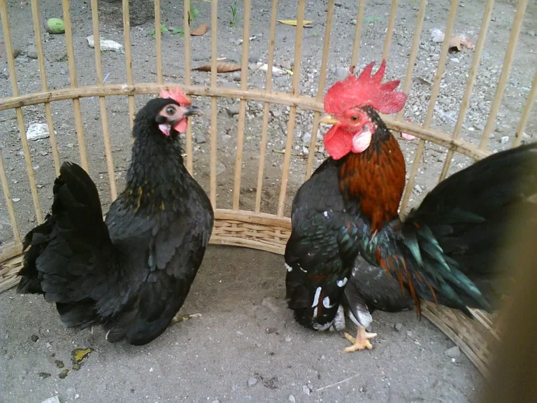 Pasar dan Potensi Bisnis Ayam Serama