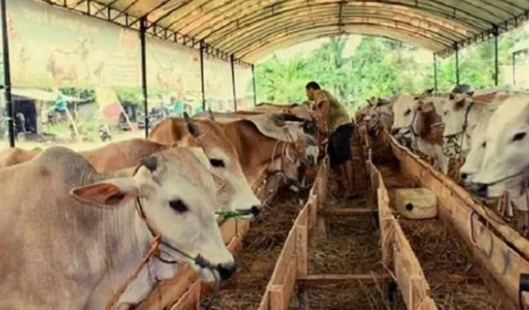 Peluang Bisnis Ternak Sapi Potong