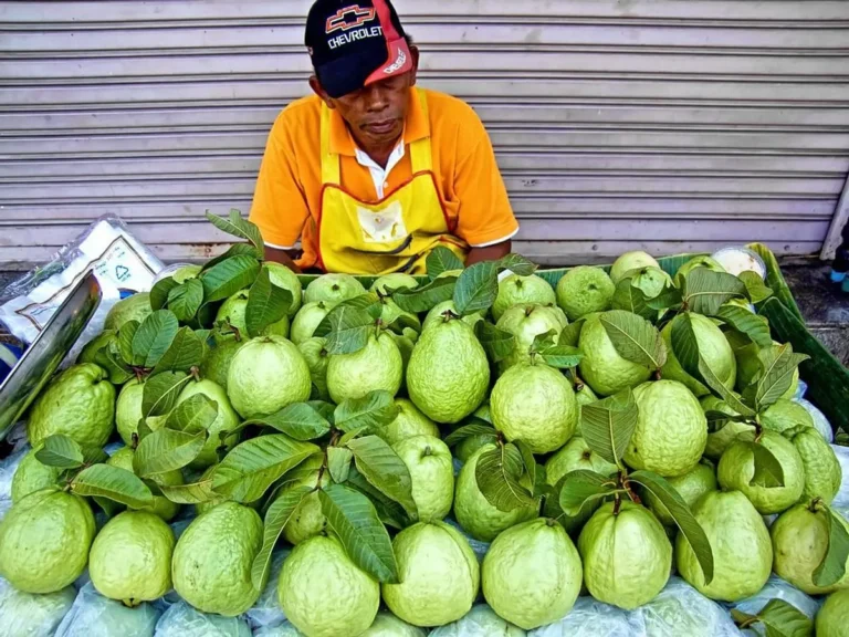Peluang dan Tantangan di Pasar Ekspor Jambu Biji