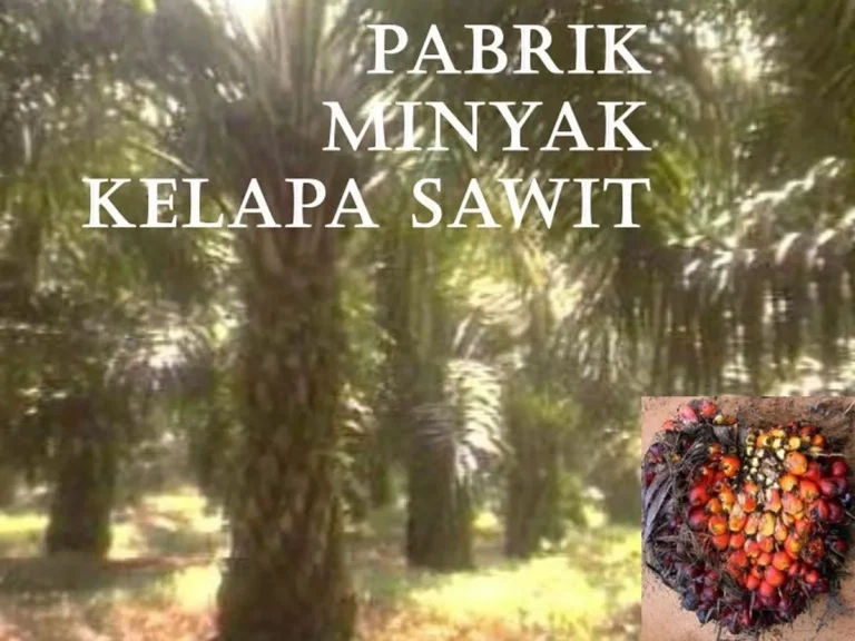 Peluang Investasi di Agribisnis Cengkeh