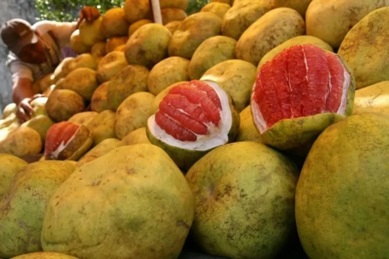 Peluang Pengembangan Produk Jeruk Bali yang Menarik