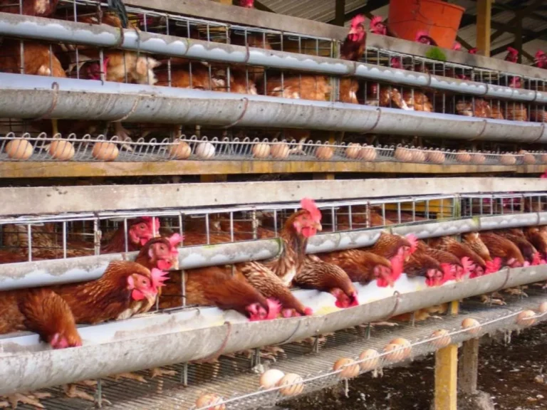 Peluang Usaha di Sektor Peternakan Ayam