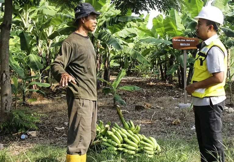 Peluang yang Harus Dimanfaatkan dalam Bisnis Perkebunan Pisang
