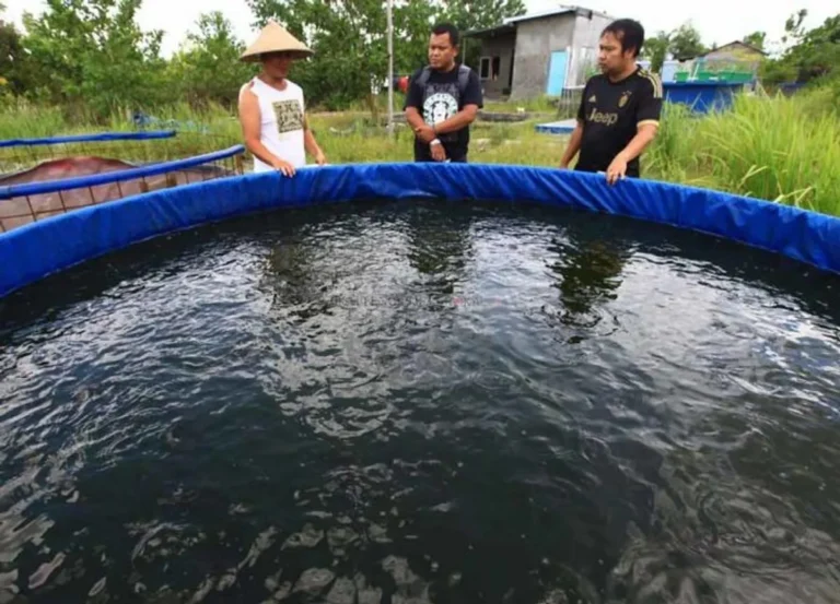Pemanenan dan Pasca Panen dalam Budidaya Ikan Nila dalam Kolam Terpal