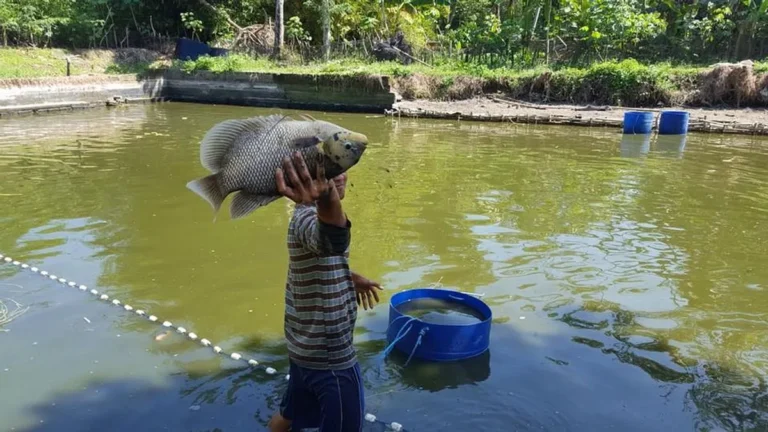 Pemanenan dan Pemasaran Gurame yang Sukses