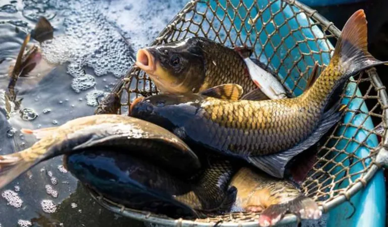 Pemanenan dan Pemasaran Ikan Mas