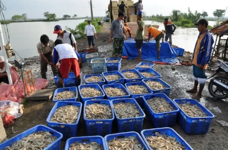 Pemanenan dan Pemasaran Produk Udang