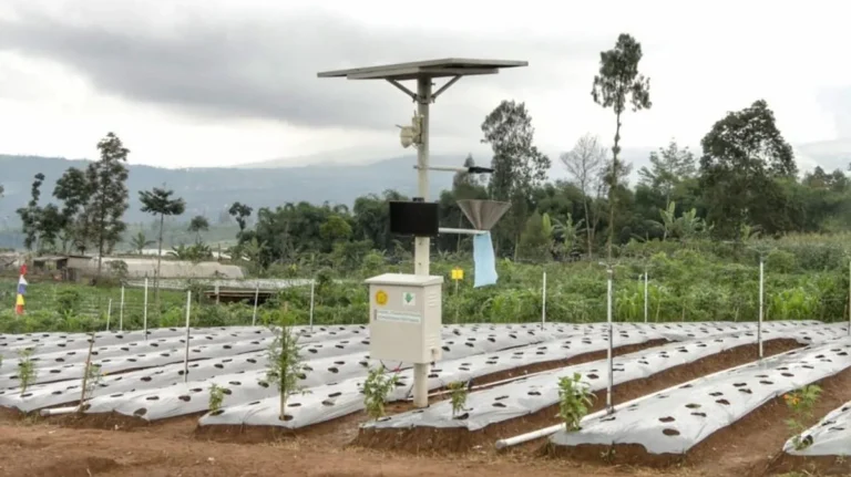 Pemanfaatan Teknologi dalam Agribisnis Sagu