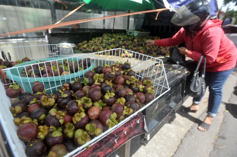 Pemasaran dan Distribusi Manggis