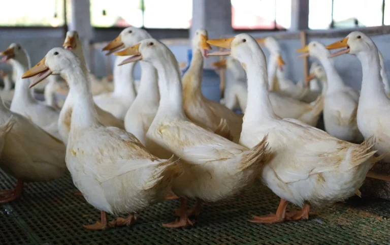Pemasaran dan Distribusi Produk Bebek
