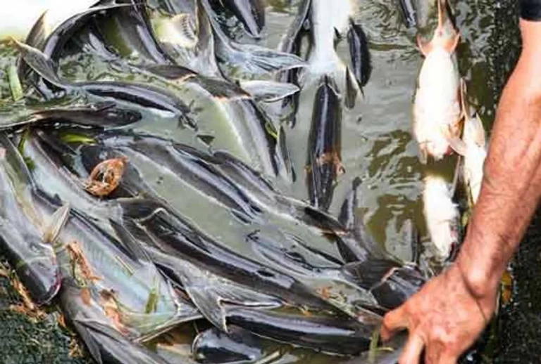 Pemasaran dan Distribusi Produk Ikan Patin