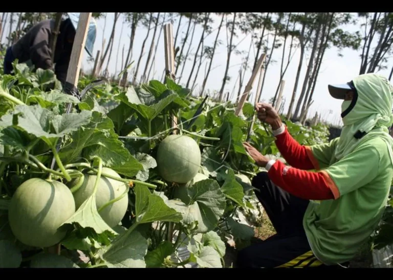 Pemasaran dan Distribusi Produk Melon