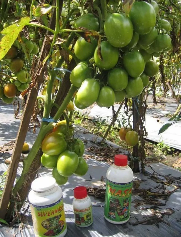 Pemasaran dan Distribusi Produk Tomat