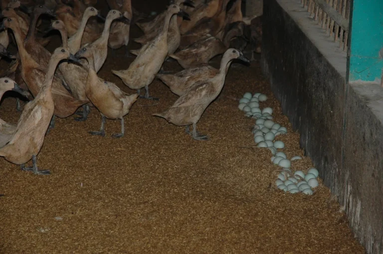 Pemasaran dan Distribusi Telur Bebek