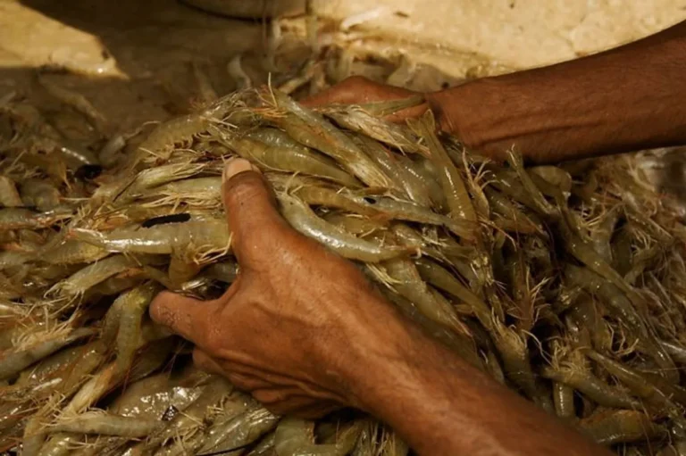 Pemasaran dan Distribusi Udang Windu