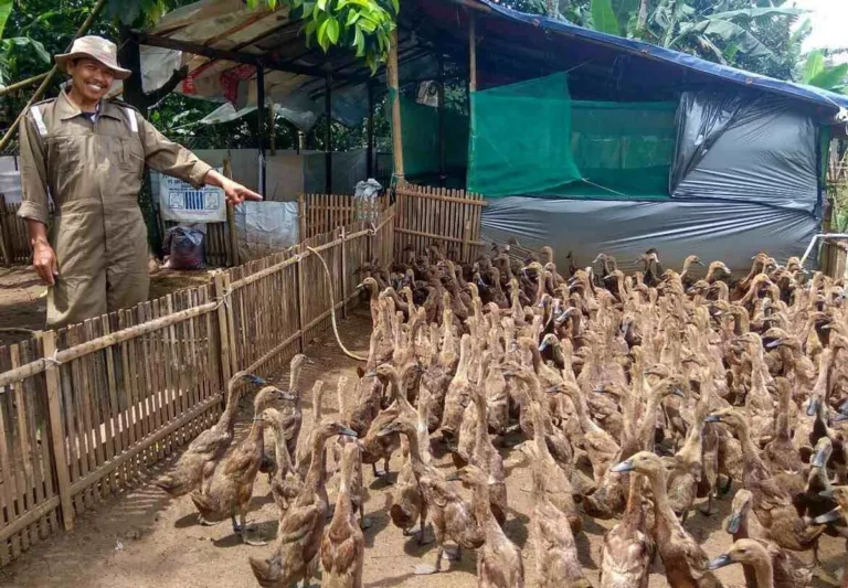 Pemasaran dan Manfaat Ekonomi dalam Pemeliharaan Bebek Lokal