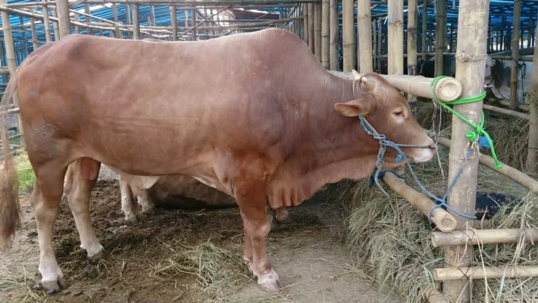 Pemasaran dan Manfaat Ternak Sapi Limousin