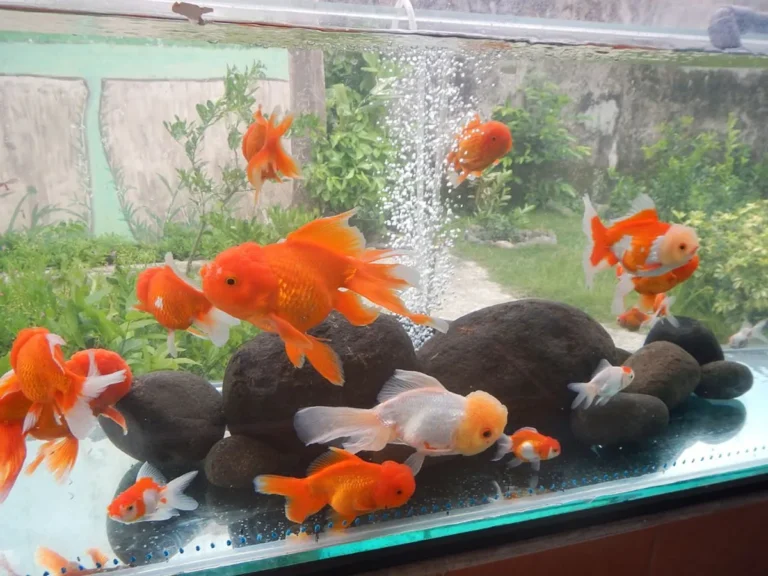 Pemasaran dan Pengembangan Usaha Budidaya Ikan Mas Koki