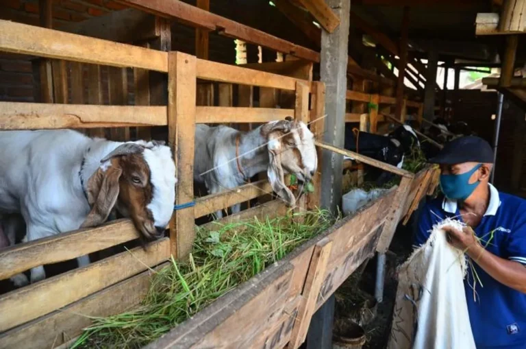 Pemasaran dan Pengembangan Usaha Ternak Kambing