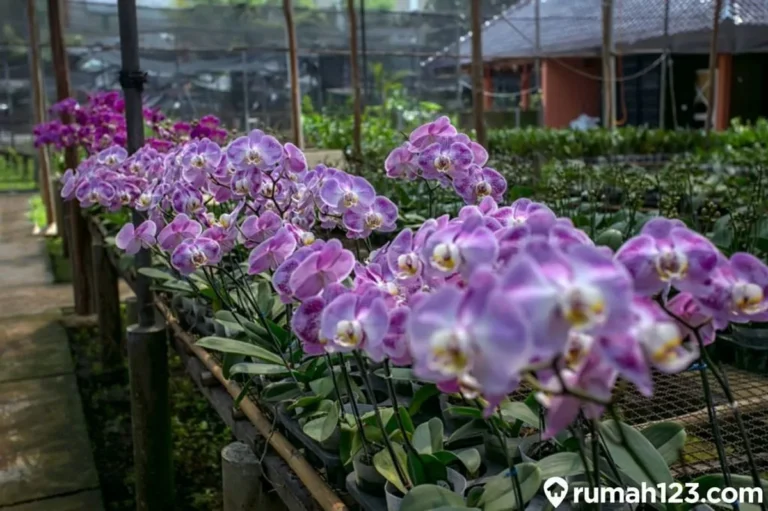 Pemasaran dan Penjualan Anggrek yang Sukses