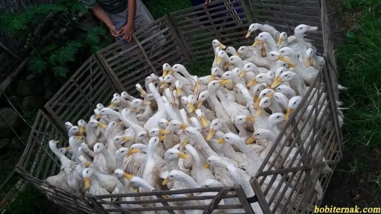 Pemasaran dan Penjualan Produk Bebek Pedaging