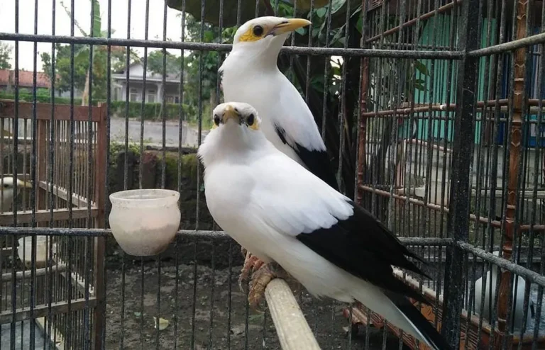 Pemasaran dan Perawatan Pasar Jalak Nias