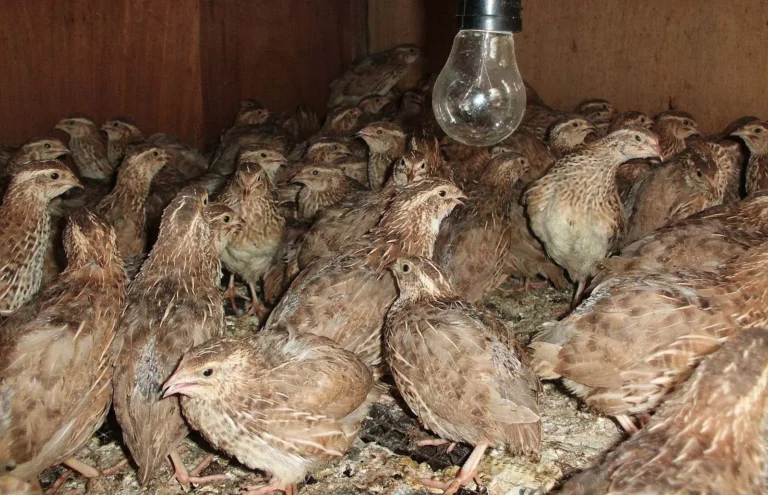 Pemasaran Hasil Beternak Burung Puyuh