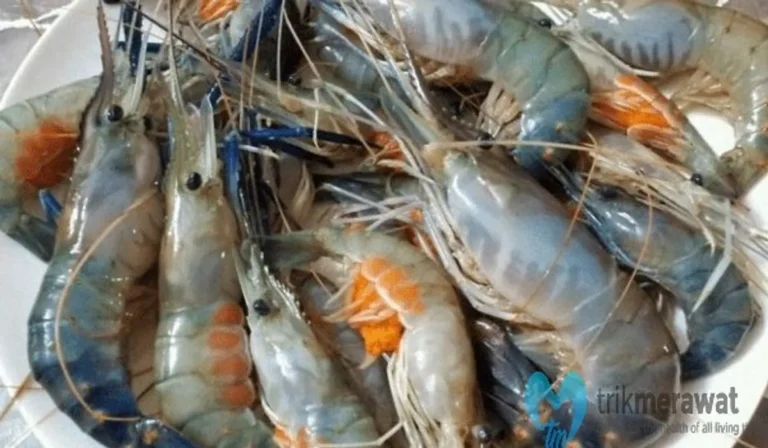 Pemasaran Hasil Ternak Udang Air Tawar
