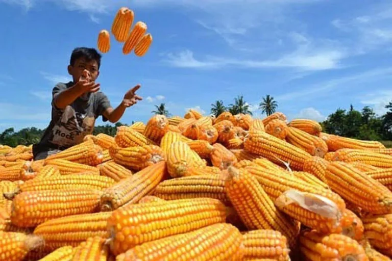 Pemasaran Produk Jagung
