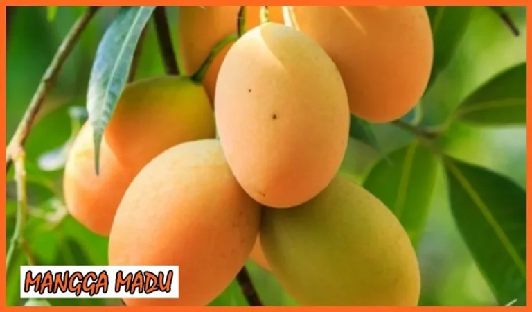 Pemasaran Produk Mangga dalam Agribisnis