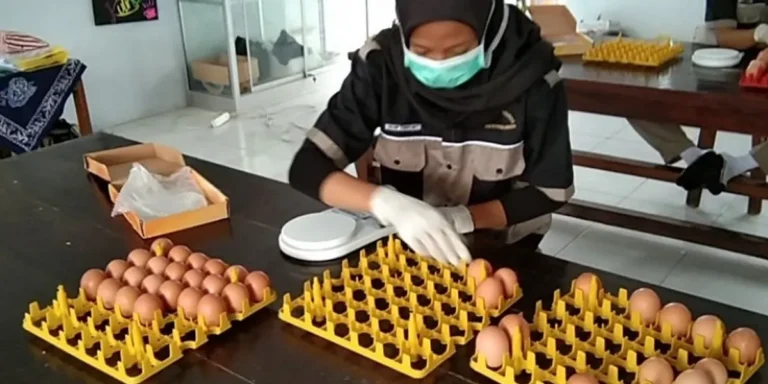 Pemasaran Produk Petelur