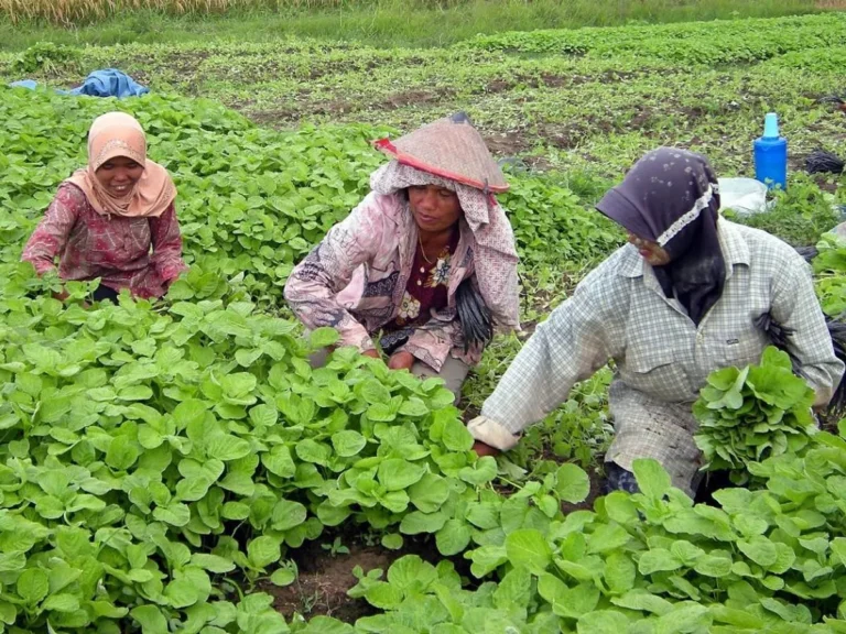 Pemberdayaan Petani dan Komunitas Lokal