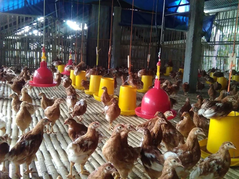 Pemeliharaan Ayam Petelur yang Sukses