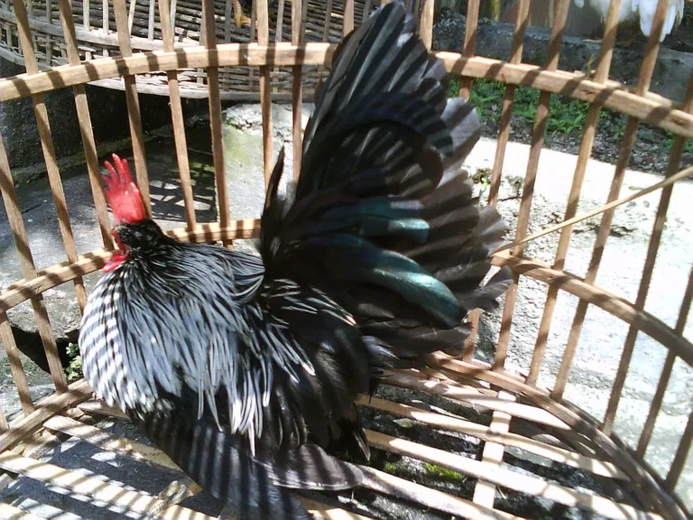 Pemeliharaan Ayam Serama yang Baik