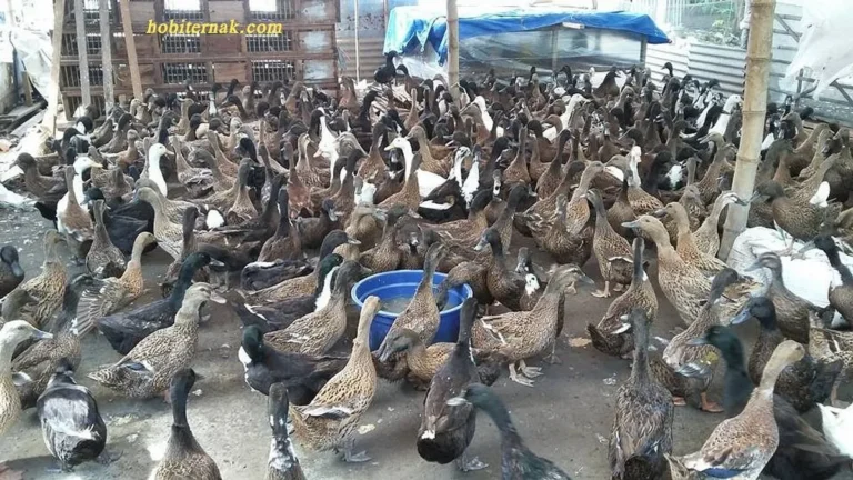 Pemeliharaan Bebek Lokal sebagai Gaya Hidup