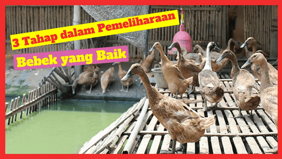 Pemeliharaan Bebek Lokal yang Ramah Lingkungan