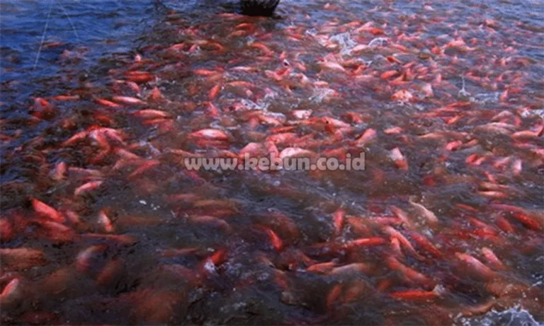 Pemeliharaan Harian Ikan Nila