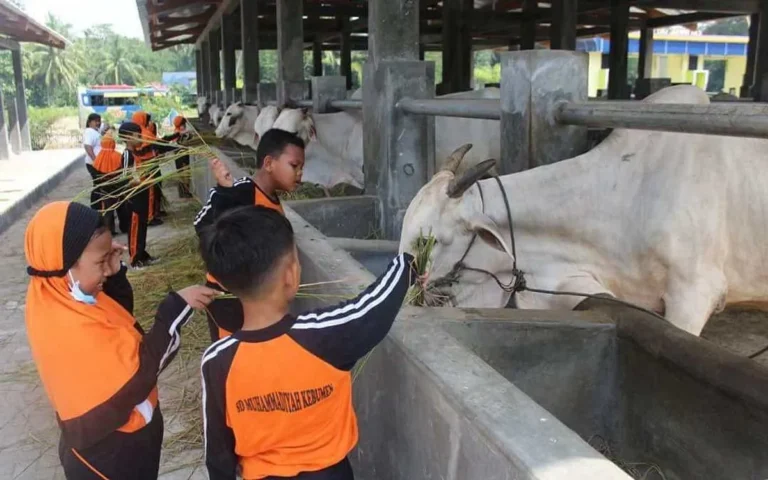 Pemeliharaan Kambing sebagai Gaya Hidup: Hobi yang Menguntungkan dan Menyenangkan
